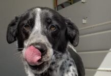 Pet of the week: Make a spot for Eva