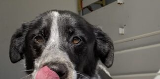 Pet of the week: Make a spot for Eva