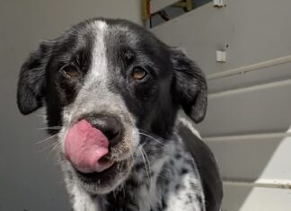 Pet of the week: Make a spot for Eva