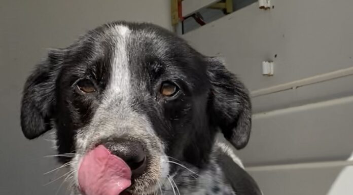 Pet of the week: Make a spot for Eva