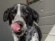 Pet of the week: Make a spot for Eva