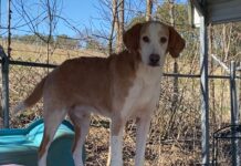 Pet of the week: Howl about with Howard