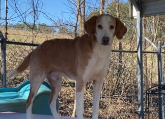 Pet of the week: Howl about with Howard