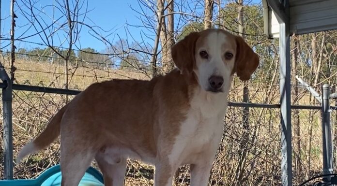 Pet of the week: Howl about with Howard