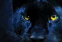 Black panthers: Uncovering another big cat mystery