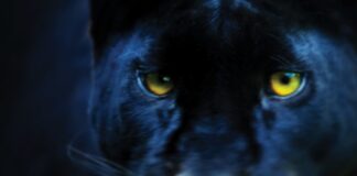 Black panthers: Uncovering another big cat mystery
