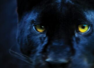 Black panthers: Uncovering another big cat mystery