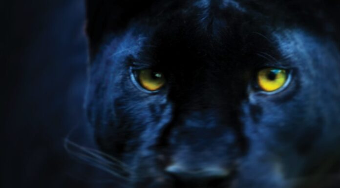 Black panthers: Uncovering another big cat mystery