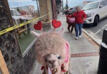 Celebrate the season of love locally