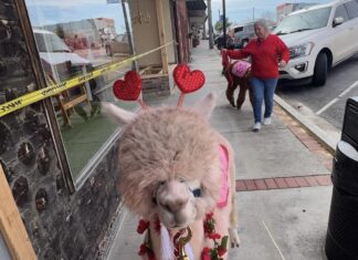 Celebrate the season of love locally