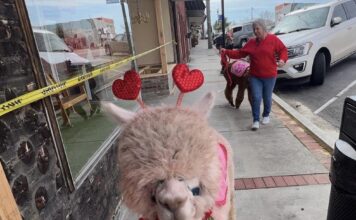 Celebrate the season of love locally