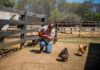 Cullman Tractor Supply to host backyard poultry event Feb. 24