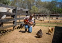 Cullman Tractor Supply to host backyard poultry event Feb. 24