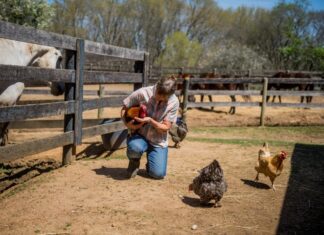 Cullman Tractor Supply to host backyard poultry event Feb. 24