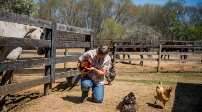 Cullman Tractor Supply to host backyard poultry event Feb. 24