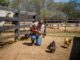 Cullman Tractor Supply to host backyard poultry event Feb. 24