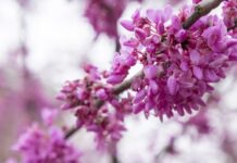 ACES: Get outside with Alabama Smart Yards webinar series