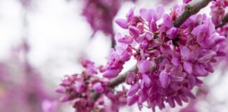 ACES: Get outside with Alabama Smart Yards webinar series