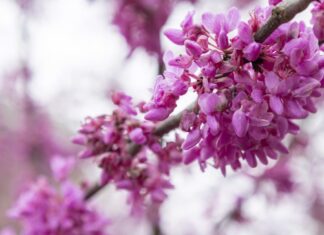 ACES: Get outside with Alabama Smart Yards webinar series