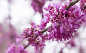 ACES: Get outside with Alabama Smart Yards webinar series
