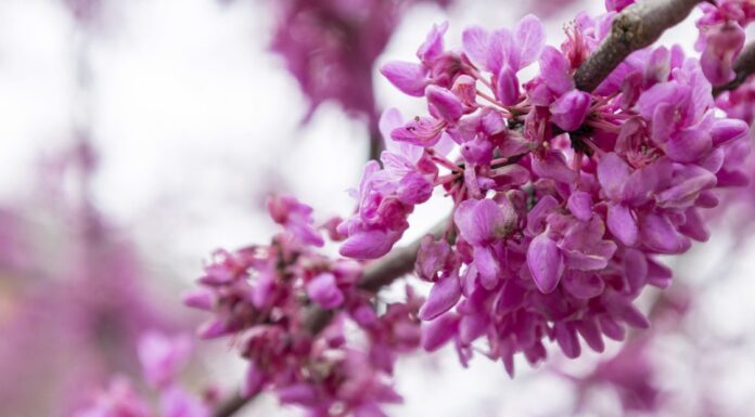 ACES: Get outside with Alabama Smart Yards webinar series