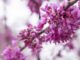ACES: Get outside with Alabama Smart Yards webinar series