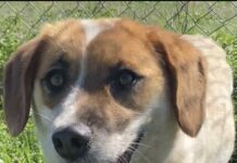 Pet of the week: Meet Sadie Rose