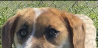 Pet of the week: Meet Sadie Rose