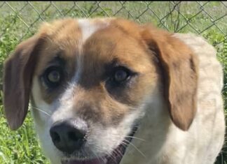 Pet of the week: Meet Sadie Rose