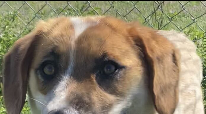 Pet of the week: Meet Sadie Rose