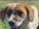 Pet of the week: Meet Sadie Rose
