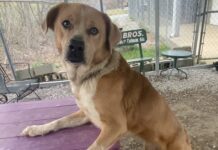 Pet of the week: Meet Belle