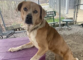 Pet of the week: Meet Belle