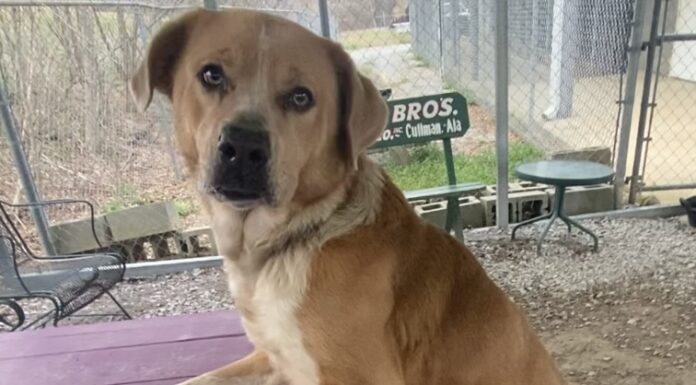 Pet of the week: Meet Belle