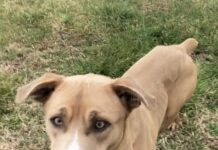 Pet of the week: Chase dreams and adventures with MacGyver