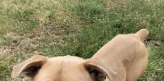 Pet of the week: Chase dreams and adventures with MacGyver