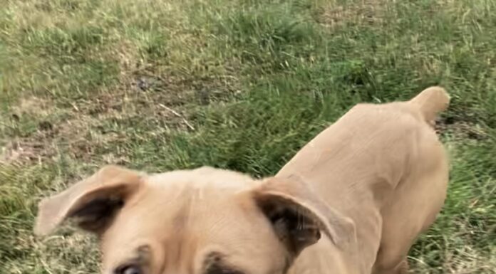 Pet of the week: Chase dreams and adventures with MacGyver