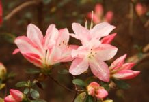Azaleas: An Alabama beauty