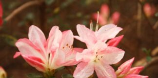 Azaleas: An Alabama beauty