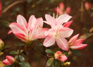 Azaleas: An Alabama beauty