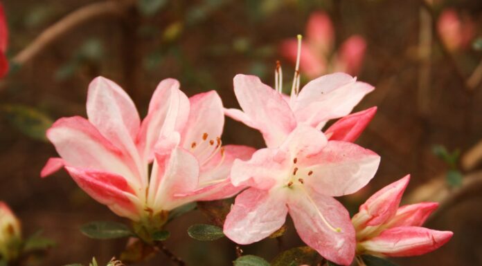 Azaleas: An Alabama beauty