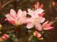 Azaleas: An Alabama beauty