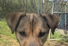 Pet of the week: Travel the world with Gulliver