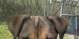 Pet of the week: Travel the world with Gulliver