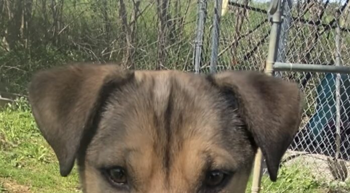 Pet of the week: Travel the world with Gulliver