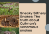 Sneaky snakes: The good, the bad and the misconceptions