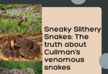 Sneaky snakes: The good, the bad and the misconceptions
