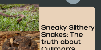 Sneaky snakes: The good, the bad and the misconceptions