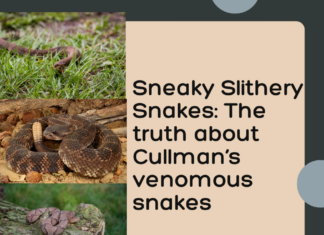 Sneaky snakes: The good, the bad and the misconceptions