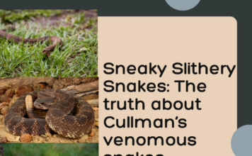 Sneaky snakes: The good, the bad and the misconceptions